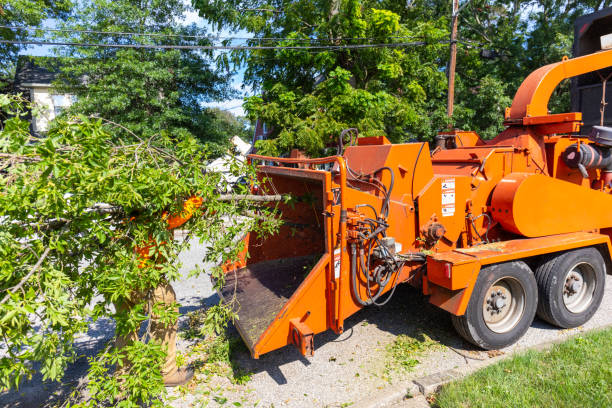 Best Palm Tree Trimming  in Park City, UT